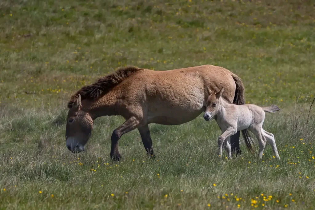 A la rencontre des derniers chevaux sauvages sur le Causse Méjean 2 causse mejean chevaux przewalski 1