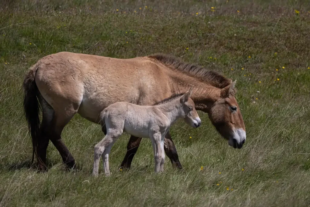 A la rencontre des derniers chevaux sauvages sur le Causse Méjean 3 causse mejean chevaux przewalski 3