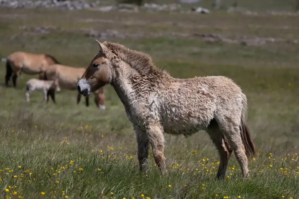A la rencontre des derniers chevaux sauvages sur le Causse Méjean 4 causse mejean chevaux przewalski 4