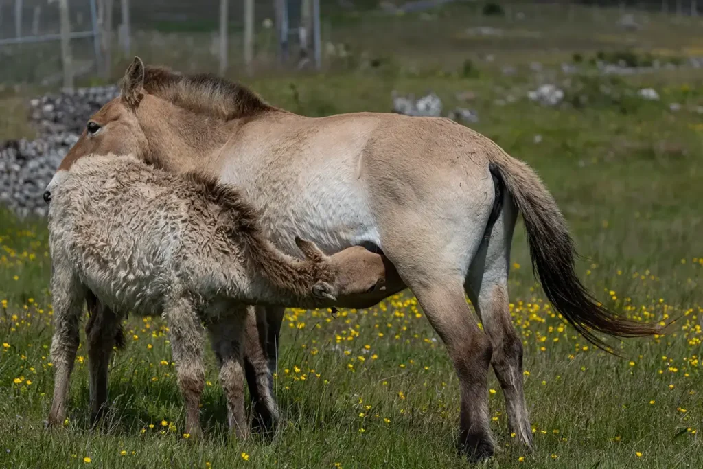 A la rencontre des derniers chevaux sauvages sur le Causse Méjean 5 causse mejean chevaux przewalski 5