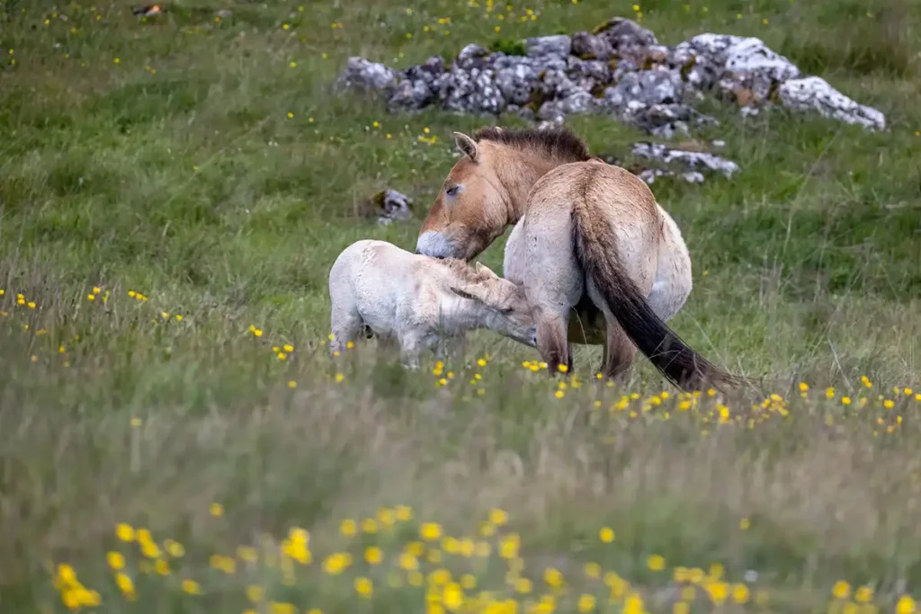 A la rencontre des derniers chevaux sauvages sur le Causse Méjean 7 causse mejean chevaux przewalski 6