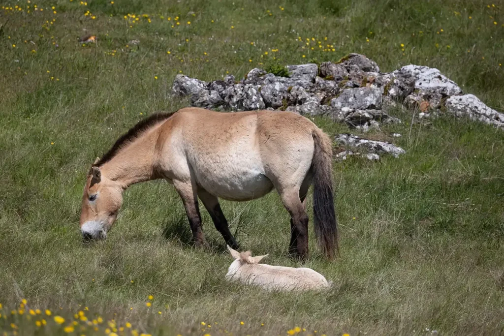 A la rencontre des derniers chevaux sauvages sur le Causse Méjean 6 causse mejean chevaux przewalski 7