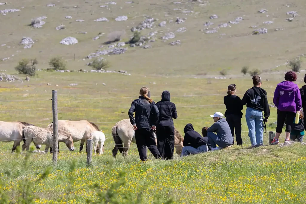 A la rencontre des derniers chevaux sauvages sur le Causse Méjean 8 causse mejean chevaux przewalski 8